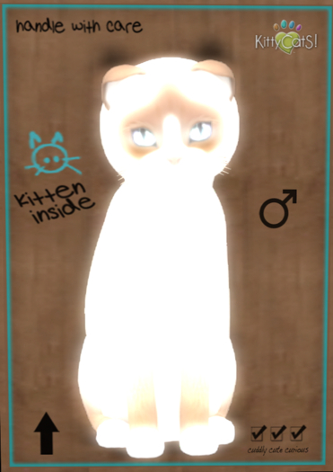 KittyCatS Box - Snowshoe - Cream 9T (male)