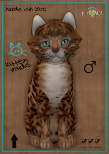 KittyCatS Box - Bengal - Copper 8T (male)