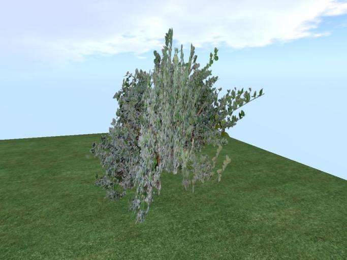 Arkads 1 Prim Wintercreeper Euonymus v3