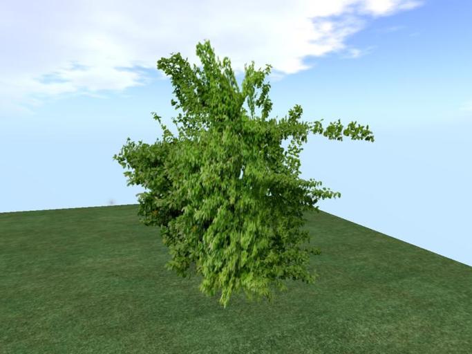 Arkads 1 Prim Sarcox Wintercreeper
