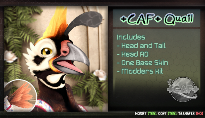 +CAF+ Quail