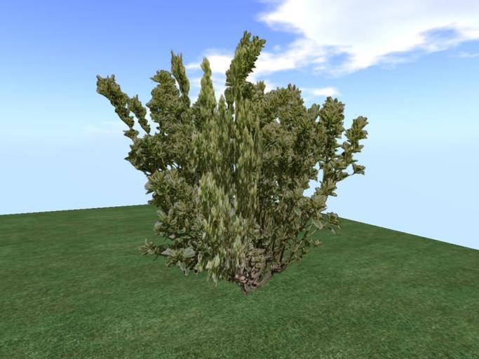 Arkads 1 Prim Euonymus