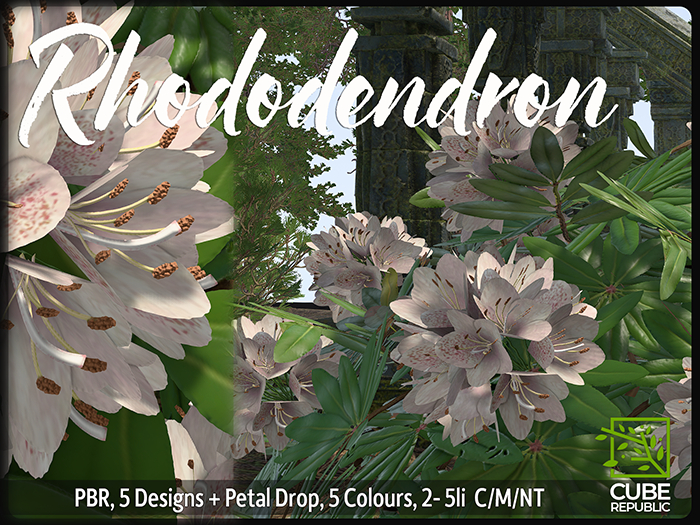 PBR Rhododendron Bushes, Big flowers for woodland or tropics, 5 Colours
