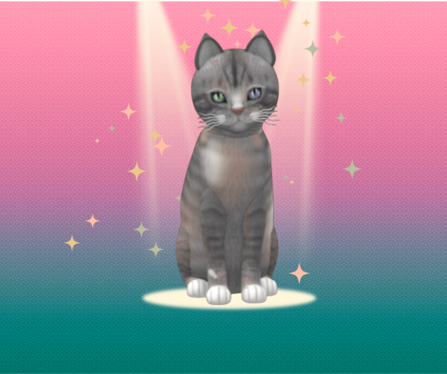 KittyCatS Box - 9T F  European Shorthair - Tuscan Terra Odyssey
