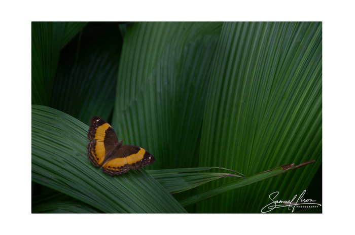 Samuel Lison - Golden Contrast [Photo Frame]