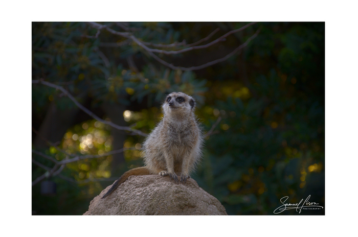 Samuel Lison - The Watchful Guardian [Photo Frame]