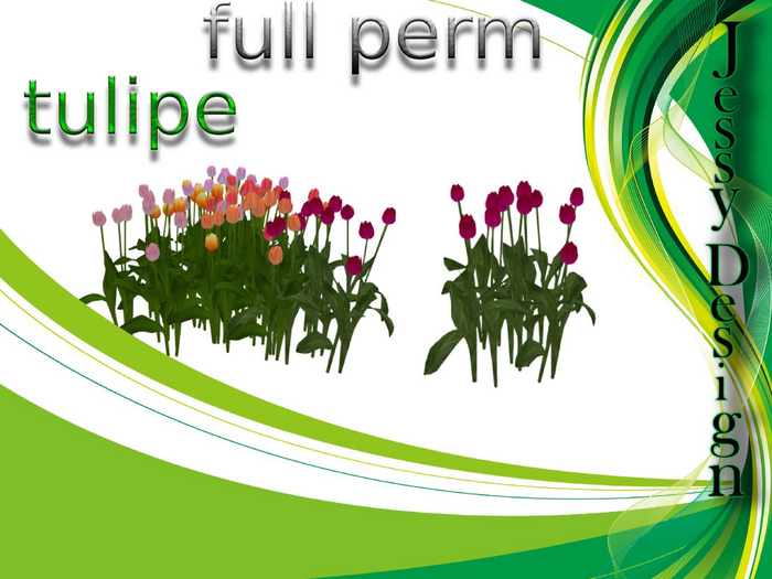 pack full perm tulipe