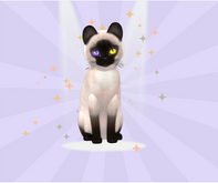 KittyCatS Box - 9T M New Born Kitten Siamese - Seal Festive Ody