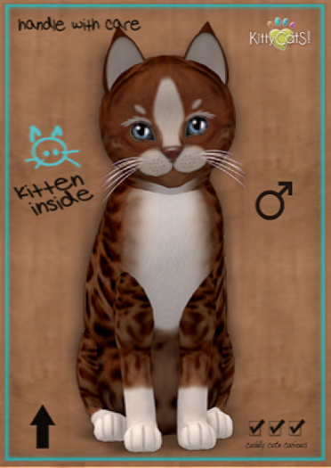KittyCatS Box - New Born Kitten