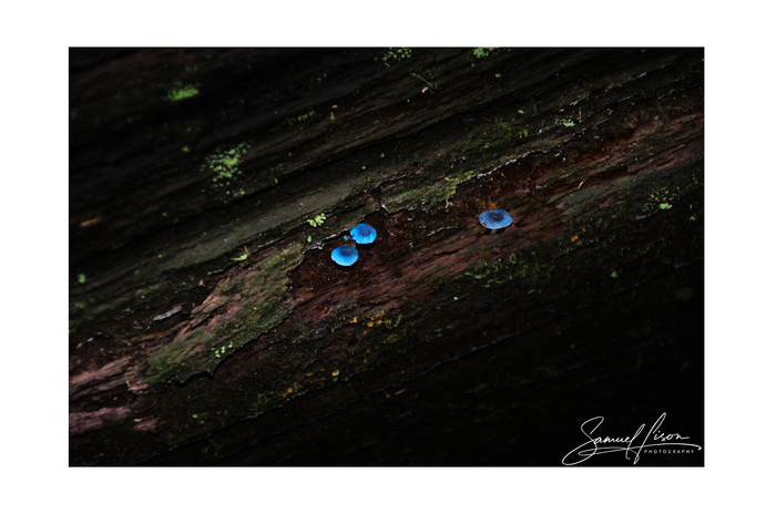 Samuel Lison - Sapphire Sprites [Photo Frame]