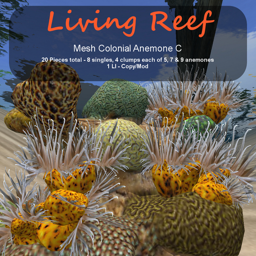 Inochi Reef - Mesh Colonial Anemone C