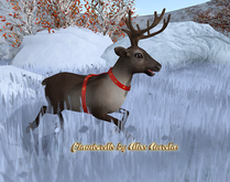 07 Mutresse-Observing-Funky Reindeers