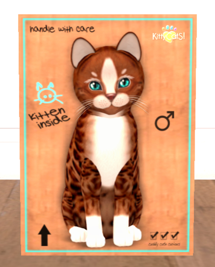 KittyCatS Box - New Born Kitten