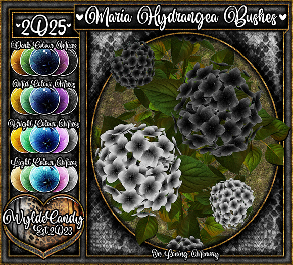 Garden: Maria Hydrangea Bushes - Wylde Candy