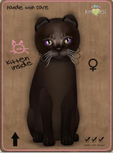 KittyCatS Box - Abyssinian - Dark Chocolate Female