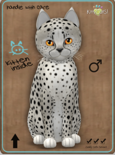 KittyCatS Box - Cheetah! - Maltese Black Chinchilla Male