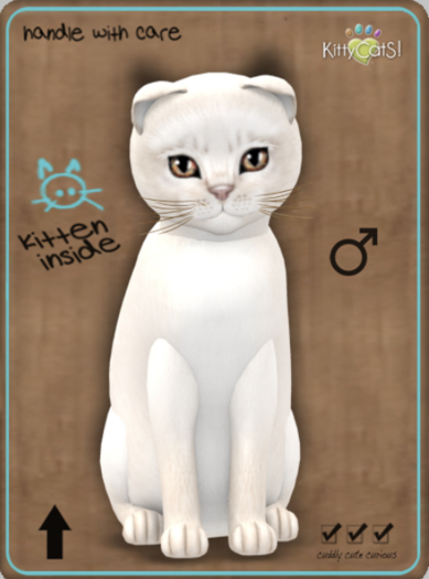 KittyCatS Box - Abyssinian - Creme Male