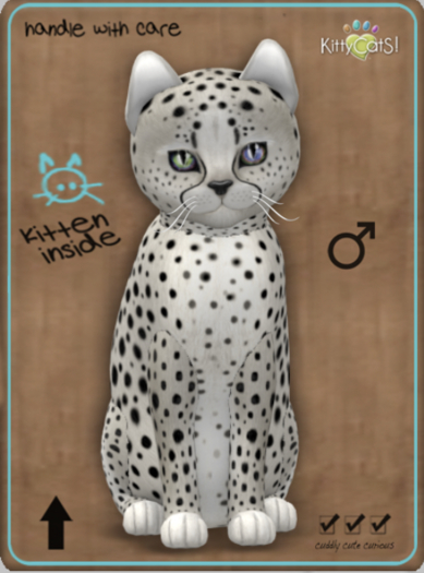 KittyCatS Box - Cheetah! - Maltese Black Chinchilla Male