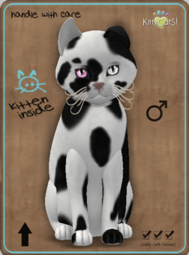 KittyCatS Box - NuMoo Male