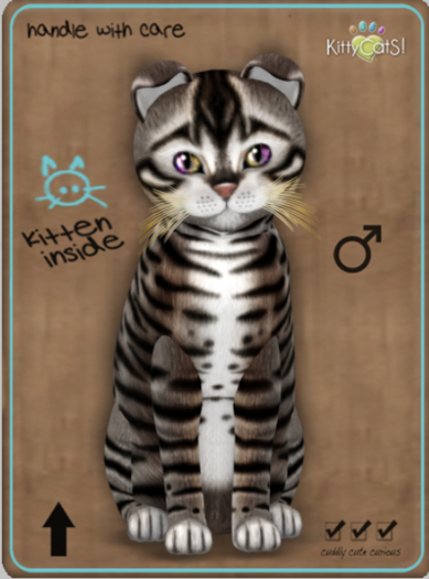 KittyCatS Box - Toyger - Tawny Male