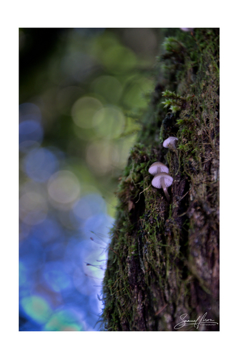 Samuel Lison - Whispering Canopy [Photo Frame]