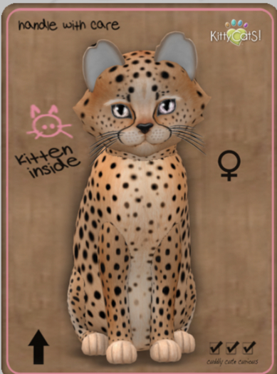 KittyCatS Box - Cheetah! - Ginger Flame Female