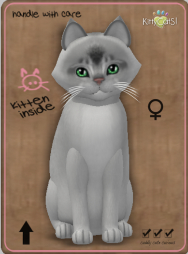 KittyCatS Box - Abyssinian - Black Silver Female