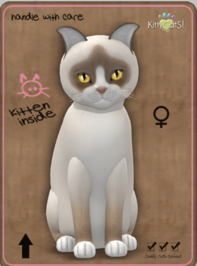 KittyCatS Box - Snowshoe - Cream Female