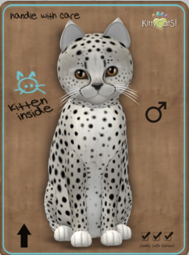 KittyCatS Box - Cheetah! - Maltese Black Chinchilla Male