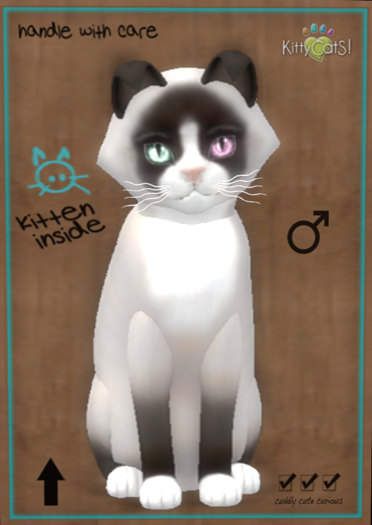 KittyCatS Box - Snowshoe - Chocolate 9T (male)