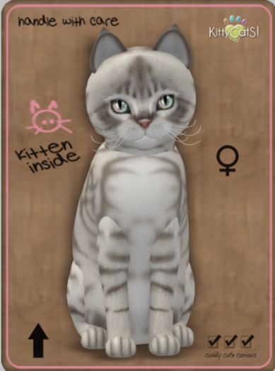 KittyCatS Box - Australian Mist - Blue Marble Teacup Female