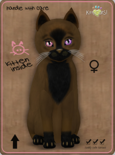 KittyCatS Box - Faux Puff - Chai Latte Female