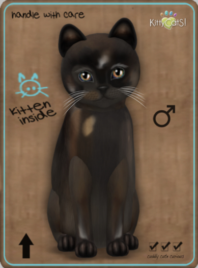 KittyCatS Box - Genesis - Coco V Male Teacup