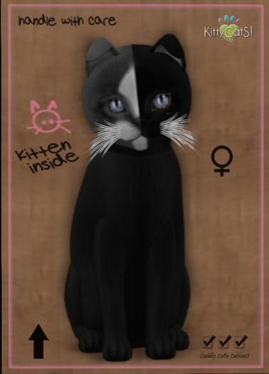 KittyCatS Box - Chimera - Black Grey 9T (female)