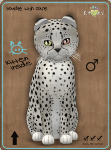 KittyCatS Box - Cheetah! - Maltese Black Chinchilla Male