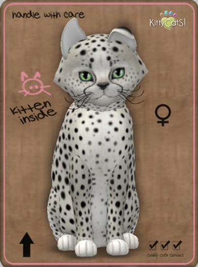 KittyCatS Box - Cheetah! - Maltese Black Chinchilla Female