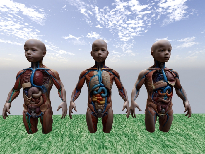 Medical 3D torso statues x 3