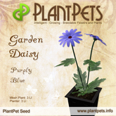 PlantPet Seed [Garden Daisy *Purply Blue*] *Rare*