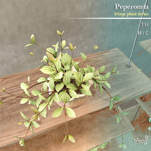 MMM-Fringe Plant-Peperomia(add)