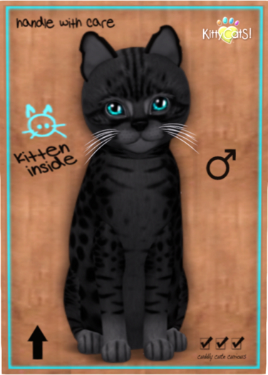 KittyCatS Box - Ocicat - Black