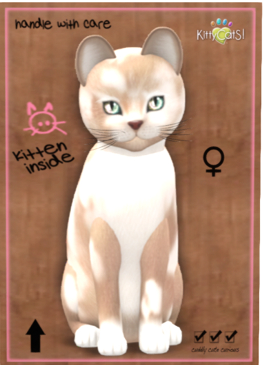 KittyCatS Box - British Shorthair - Cream & White