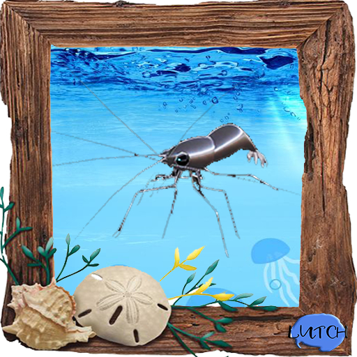 (FB) Common Fish: Silver Shrimp