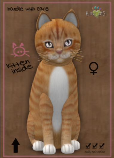 KittyCatS Box - New Born Kitten