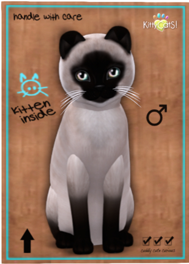 KittyCatS Box - Siamese - Seal