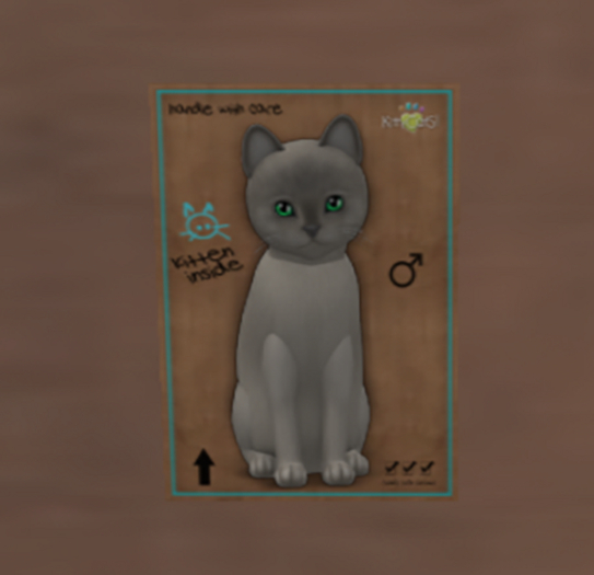 KittyCatS Box Burmese - Platinum