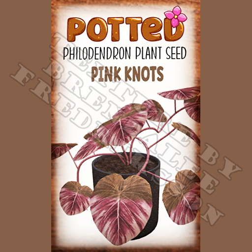 Potted: Philodendron Plant Seed: Pink Knots (ACTUAL PLANT SEED)