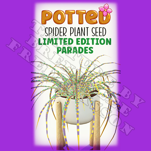 Potted: Starter Spider Plant Seed: LE Parades (ACTUAL PLANT SEED)