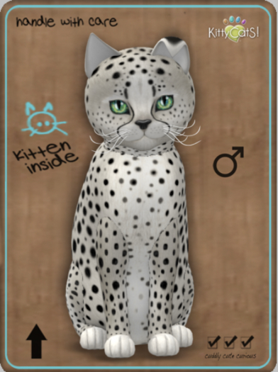 KittyCatS Box - Cheetah! - Maltese Black Chinchilla Male