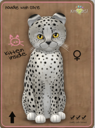 KittyCatS Box - Cheetah! - Maltese Black Chinchilla Female