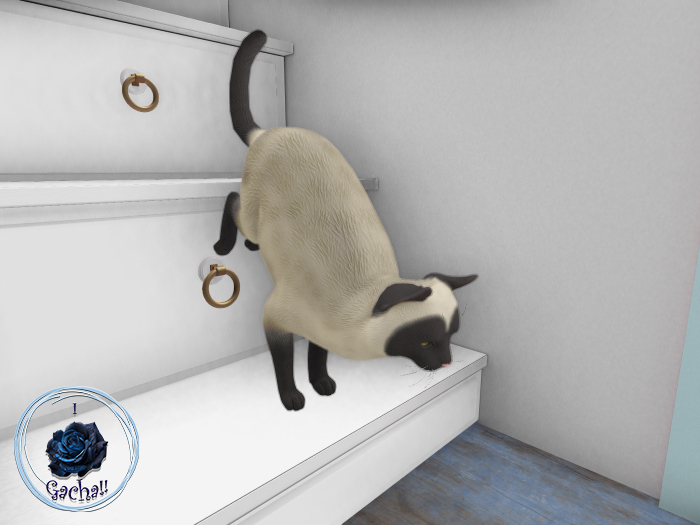 15 Turbo Tail - Paws & Reflect Cats - Aardvark